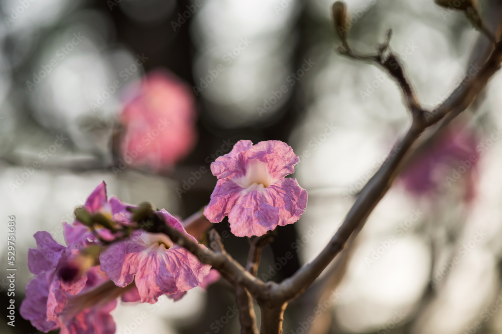 Tabebuia Rosea flower or Thai cherry blossom tree Tabebuia Rosea flower or Thai cherry blossom tree