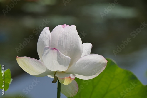            white lotus flower