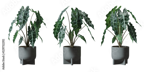 Elephant Ear in a plant pot isolated on transparent background, minimal and scandinavian style,Realistic 3D render