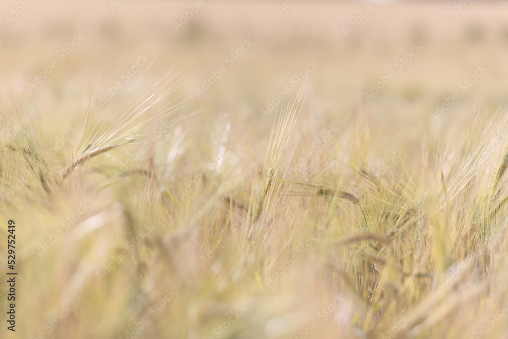 Fototapeta premium grain harvest background crisis farming