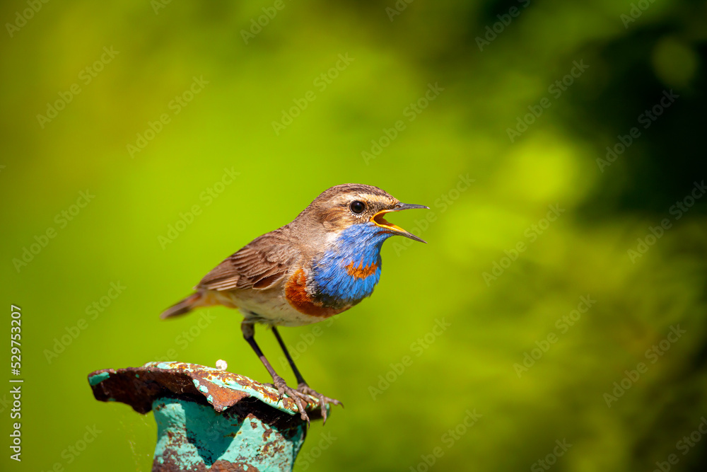 The bluethroat  is a small passerine bird ..Birds of Central Russia.