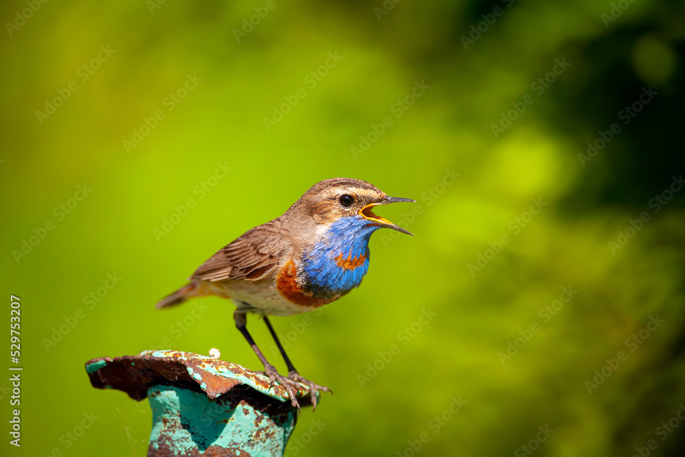 The bluethroat is a small passerine bird ..Birds of Central Russia. The bluethroat is a small passerine bird ..Birds of Central Russia.