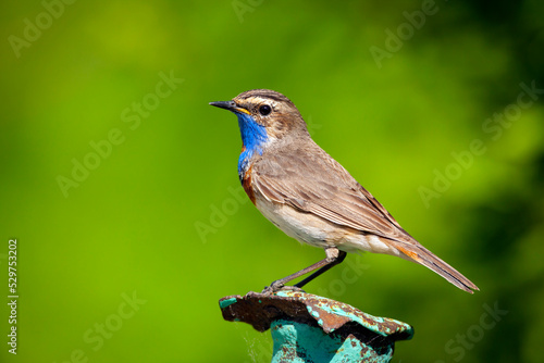 Canvastavla The bluethroat  is a small passerine bird