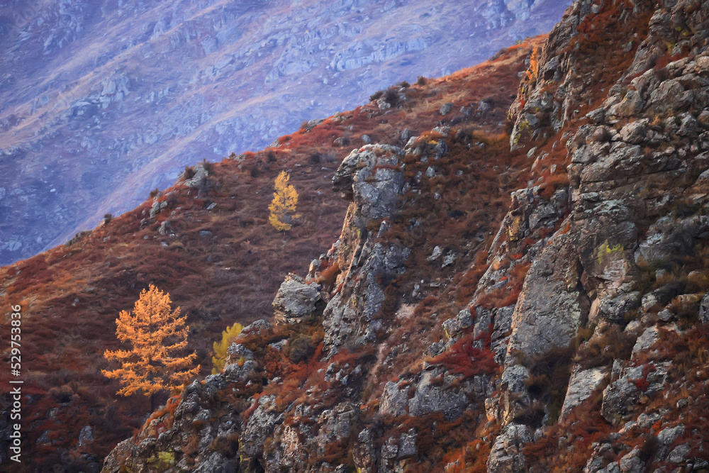 lonely yellow larch, tree autumn mountain landscape