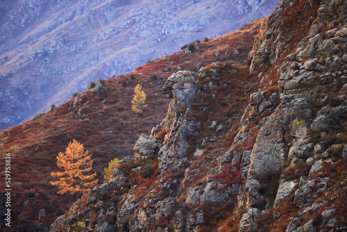 lonely yellow larch  tree autumn mountain landscape