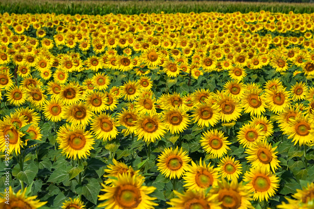 field of sunflowers field of sunflowers