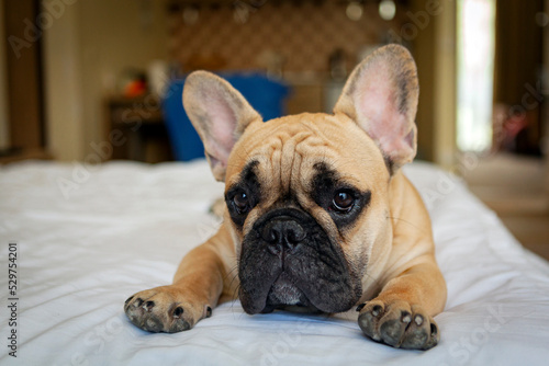 Portrait of a french bulldog puppy lying down...  © Andrey