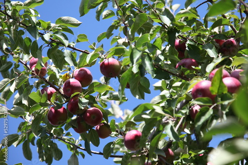 Reife Äpfel am Baum in der Erntezeit, Apfelsorte 