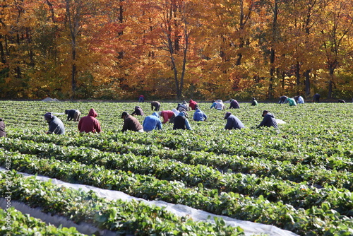 Erntehelfer auf einem Erdbeerfeld im Oktober in Quebec/Kanada, die eine späte Erdbeerensorte sammeln photo