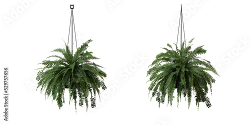 Wallpaper Mural Tuberous Sword Fern in a plant pot isolated on transparent background, minimal and scandinavian style,Realistic 3D render Torontodigital.ca
