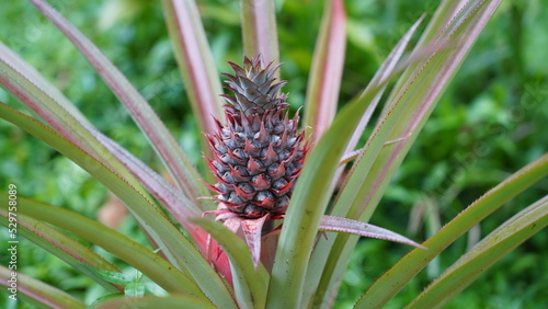 close up of pineapple on a tree