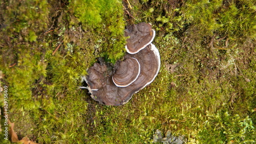 Shelf fungus surrounded by moss on a dirt embankment in the cloud forest at the high altitude Paraiso Quetzal Lodge outside of San Jose  Costa Rica