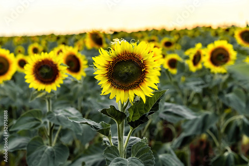 Beautiful sunflower garden. field of blooming sunflowers against the backdrop of sunset. The best kind of sunflower in bloom. Growing sunflowers to make oil.