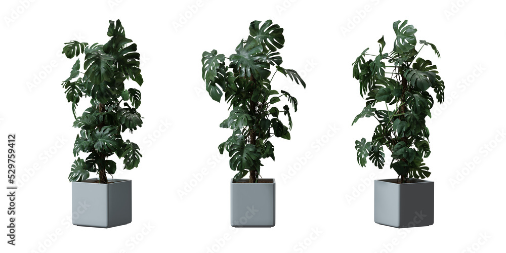 Fototapeta premium Split leaf philodendron or Monstera deliciosa in a plant pot isolated on transparent background, minimal and scandinavian style, Realistic 3D render
