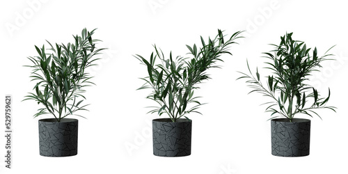 Oleander tree in a plant pot isolated on transparent background, minimal and scandinavian style, Realistic 3D render