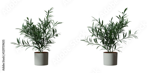 Oleander tree in a plant pot isolated on transparent background, minimal and scandinavian style, Realistic 3D render