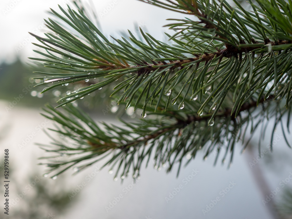 wet pine branches with drops wet pine branches with drops