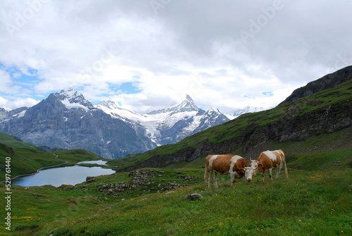 Landscape with mountains, lake and cows in the swiss alps