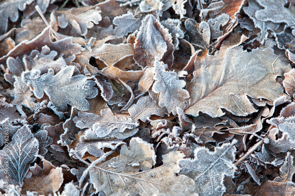 frosted leaves on the ground