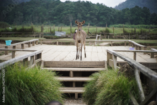 Deer in the Mountain - Ranca Upas, Bandung photo