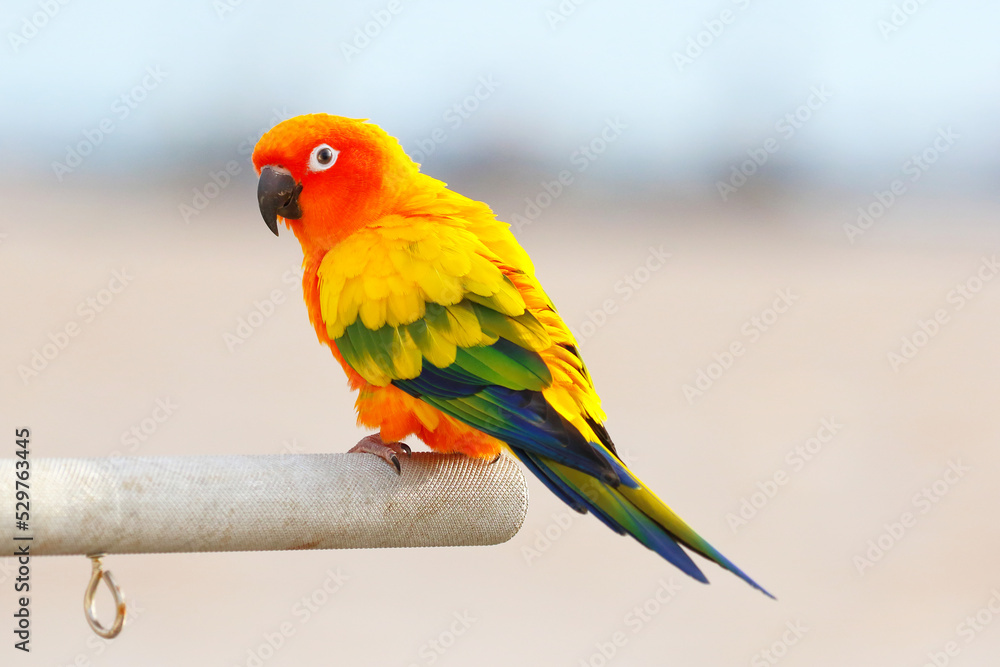 Colorful of Sun parakeet or Sun conure parrot perched on a branch.