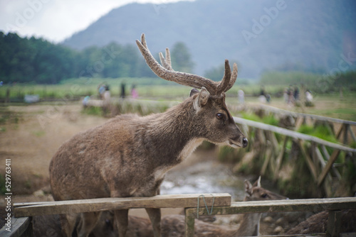 Deer in the Mountain - Ranca Upas, Bandung
