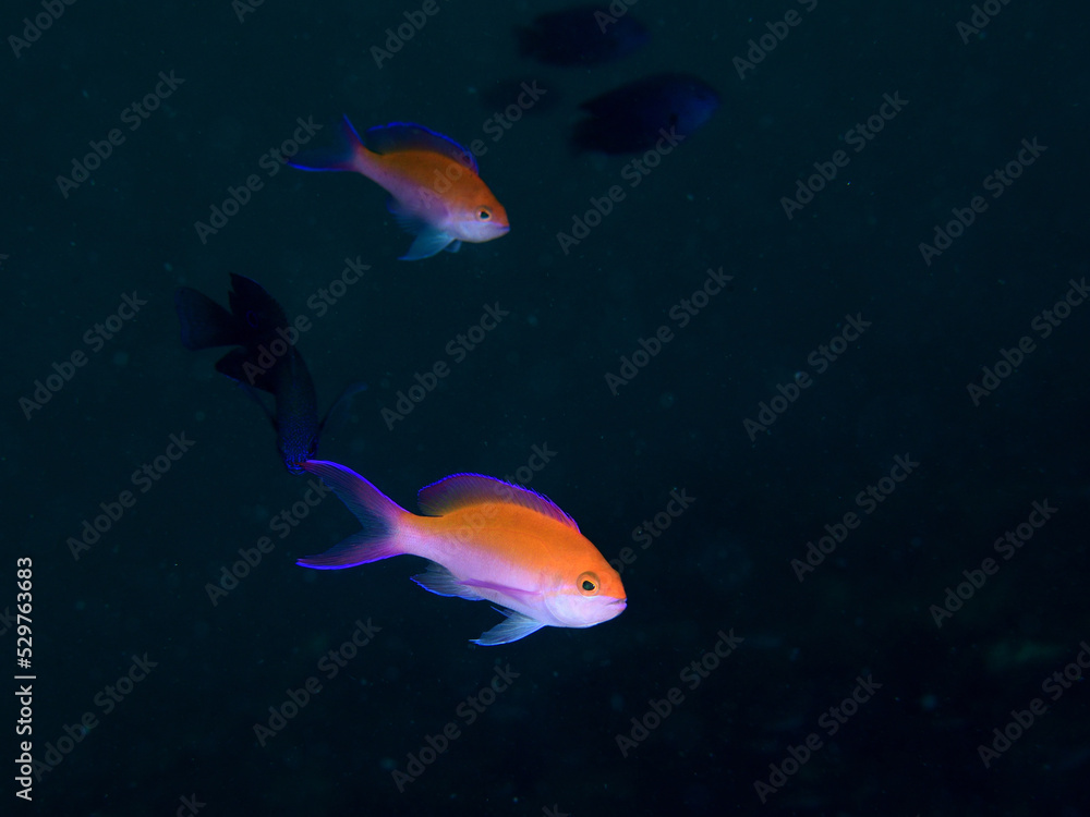 Fototapeta premium フタイロハナゴイ