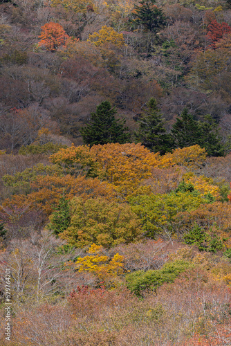 美しい紅葉 愛知県茶臼山高原