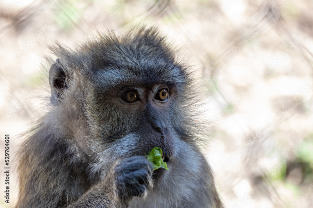portrait d'un macaque en gros plan portrait d'un macaque en gros plan