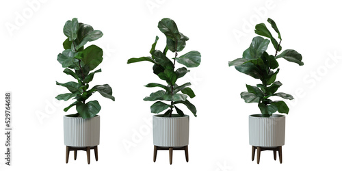 Fiddle Leaf Fig in a plant pot isolated on transparent background, minimal and scandinavian style,Realistic 3D render photo