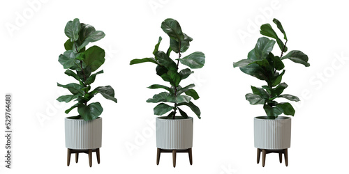 Fiddle Leaf Fig in a plant pot isolated on transparent background, minimal and scandinavian style,Realistic 3D render