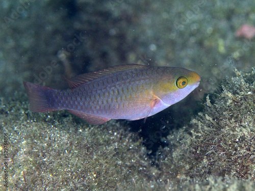 カメレオンブダイの幼魚