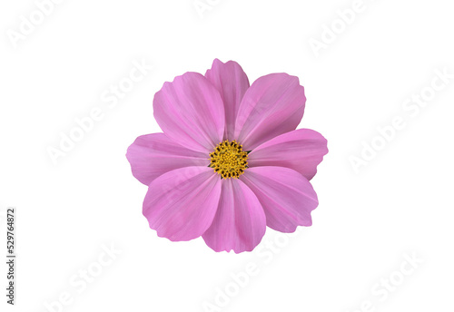 Isolated pink cosmos flower with clipping paths.