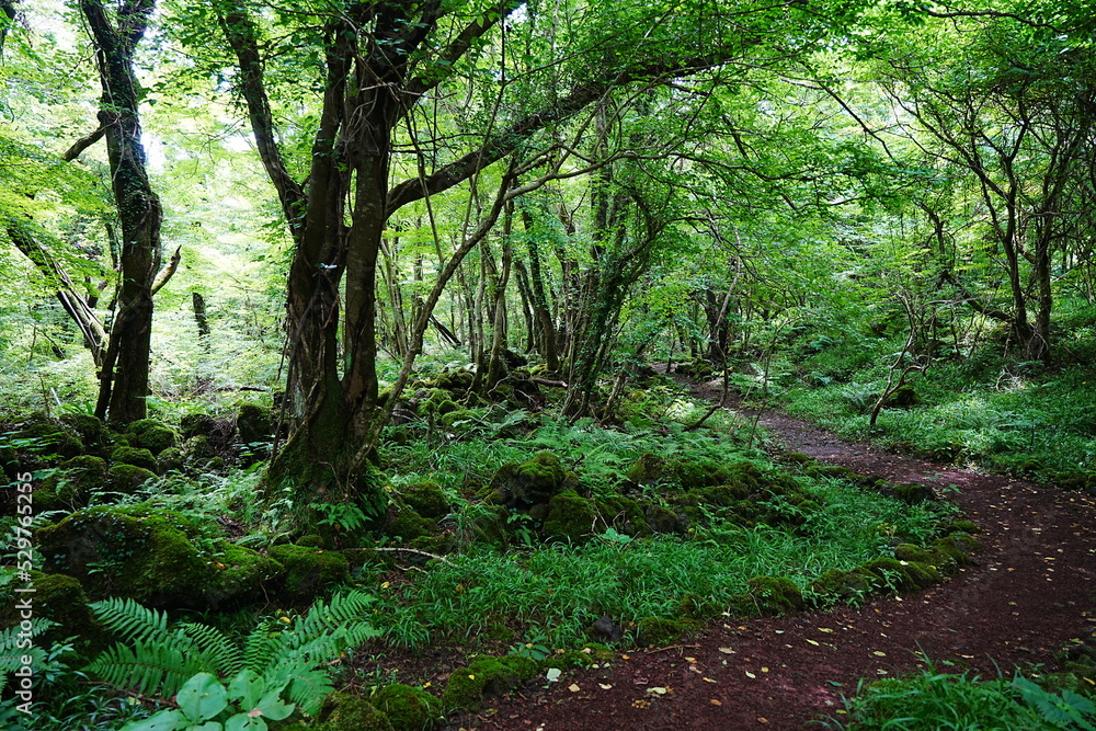 fine path through wild summer forest fine path through wild summer forest