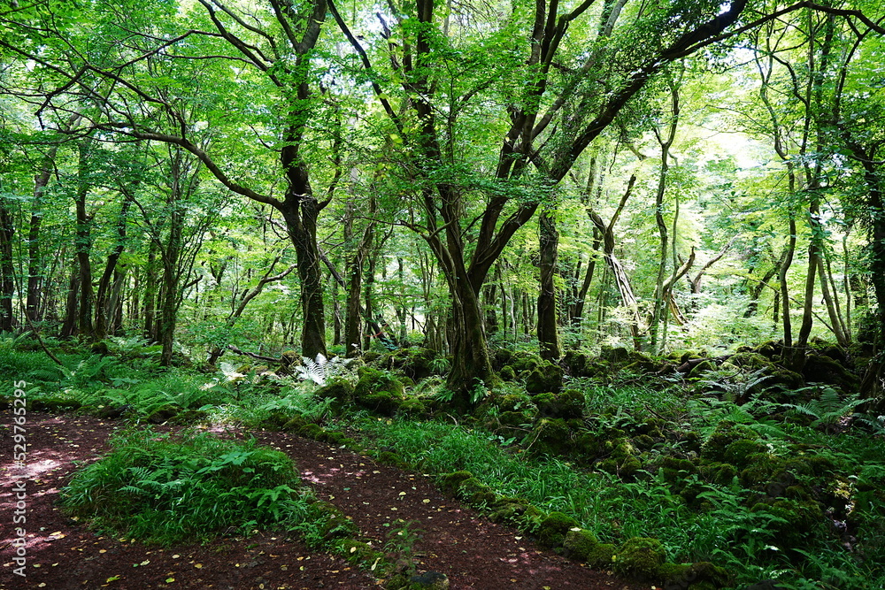 fern and old trees in deep forest fern and old trees in deep forest