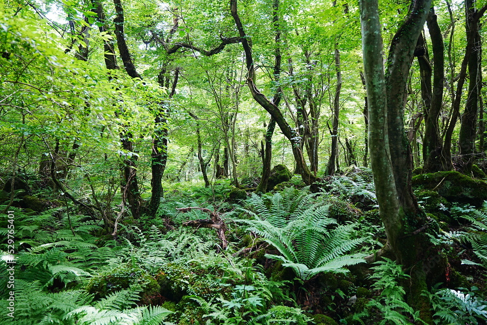 thick wild forest in the sunlight thick wild forest in the sunlight