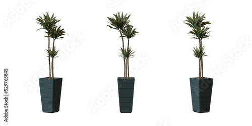 Fragrant Dracaena in a plant pot isolated on transparent background, minimal and scandinavian style,Realistic 3D render