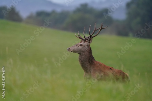 Beautiful red deer in the nature habitat. Wildlife scene from european nature. Cervus elaphus. Portrait of a stag. period of deer rut in the Lusatian mountains © Monikasurzin