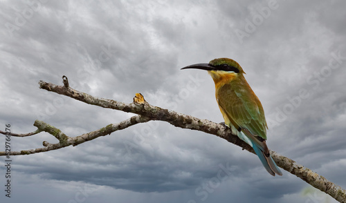 Blue-tailed Bee-eater © Supriyo