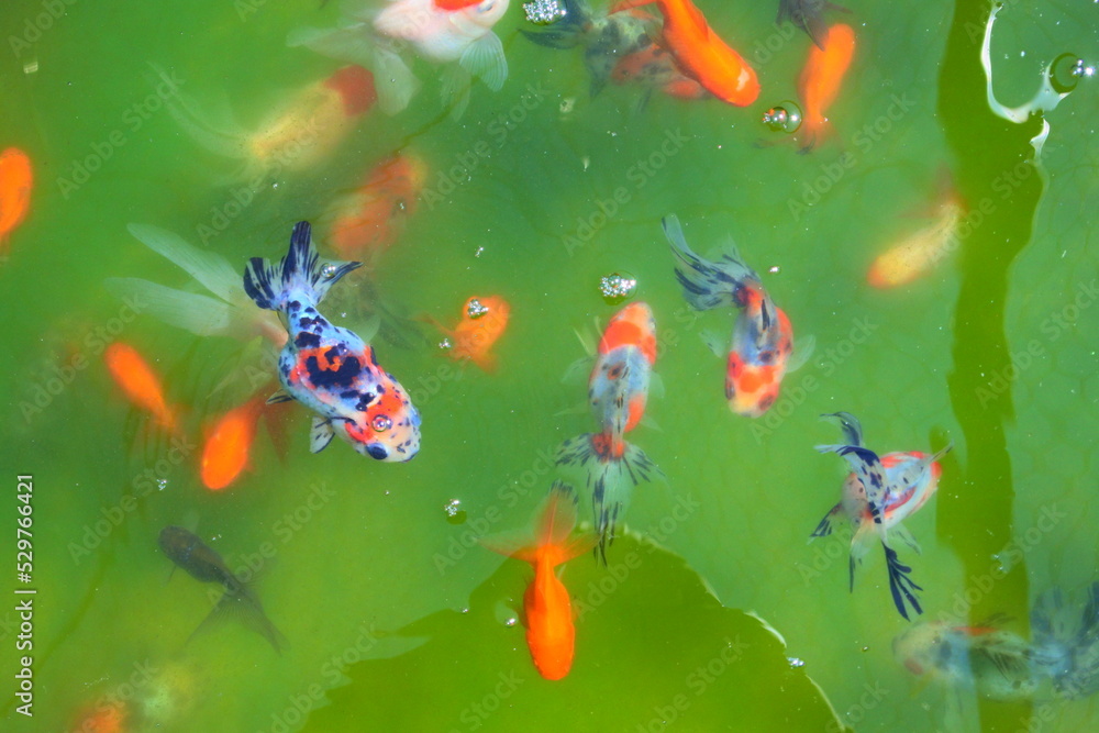 養魚場の金魚 養魚場の金魚