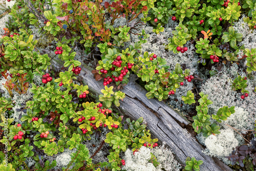 Bush landscape of wild cowberry in a forest photo