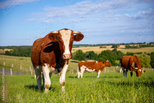 Troupeau de vache laitière en campagne au printemps. © Thierry RYO