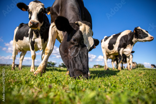 Fototapeta Naklejka Na Ścianę i Meble -  Vache laitière noir et blanche en train de brouter dans les champs.