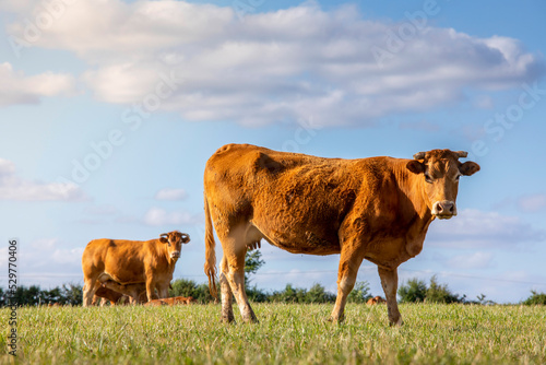 Vache en pleine nature, dans les champs en France.