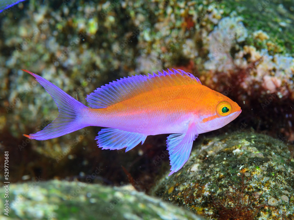 フタイロハナゴイの幼魚 フタイロハナゴイの幼魚