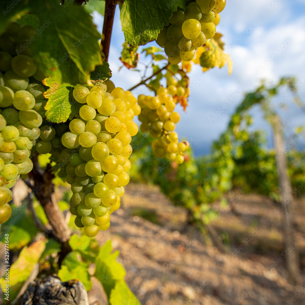 Grappe de raisin blanc dans un vignoble au soleil en été.