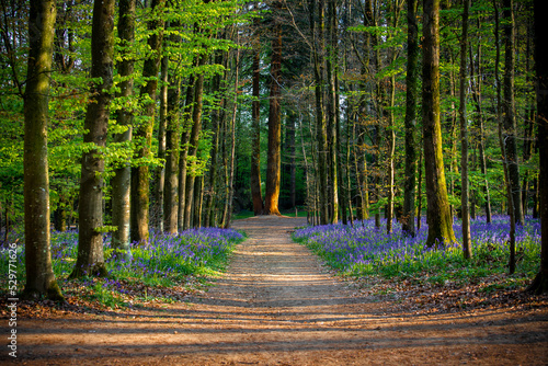 Photos Chemin en forêt à l'automne en France.