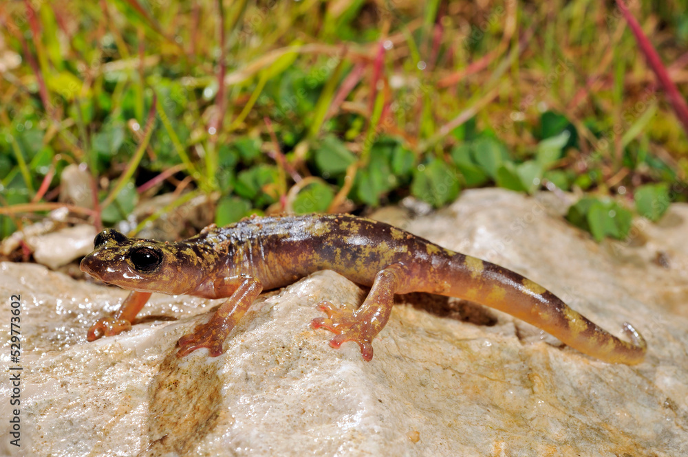 Monte Albo cave salamander // Monte-Albo-Höhlensalamander (Speleomantes flavus / Hydromantes flavus) - Sardinia, Italy Monte Albo cave salamander // Monte-Albo-Höhlensalamander (Speleomantes flavus / Hydromantes flavus) - Sardinia, Italy