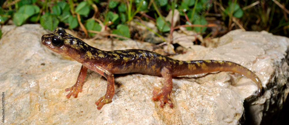 Naklejka premium Lungenloser Höhlensalamander aus Sardinien (Italien) - Monte-Albo-Höhlensalamander (Speleomantes flavus) 