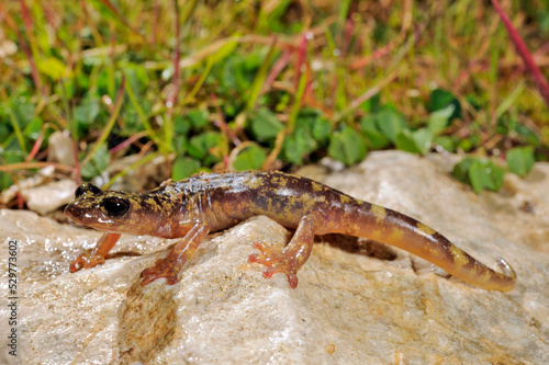 Monte Albo cave salamander    Monte-Albo-H  hlensalamander  Speleomantes flavus   Hydromantes flavus  - Sardinia  Italy